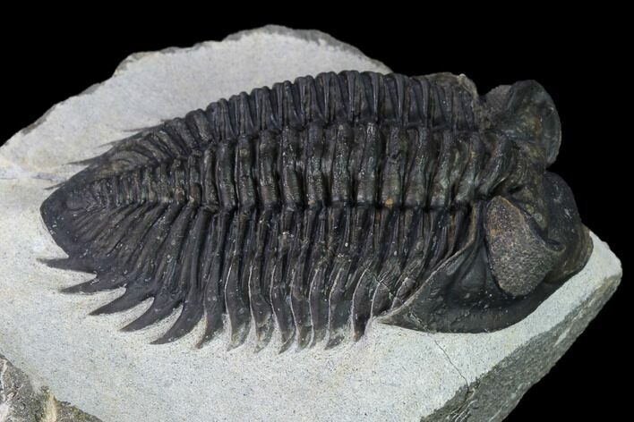 Coltraneia Trilobite Fossil - Huge Faceted Eyes #165840